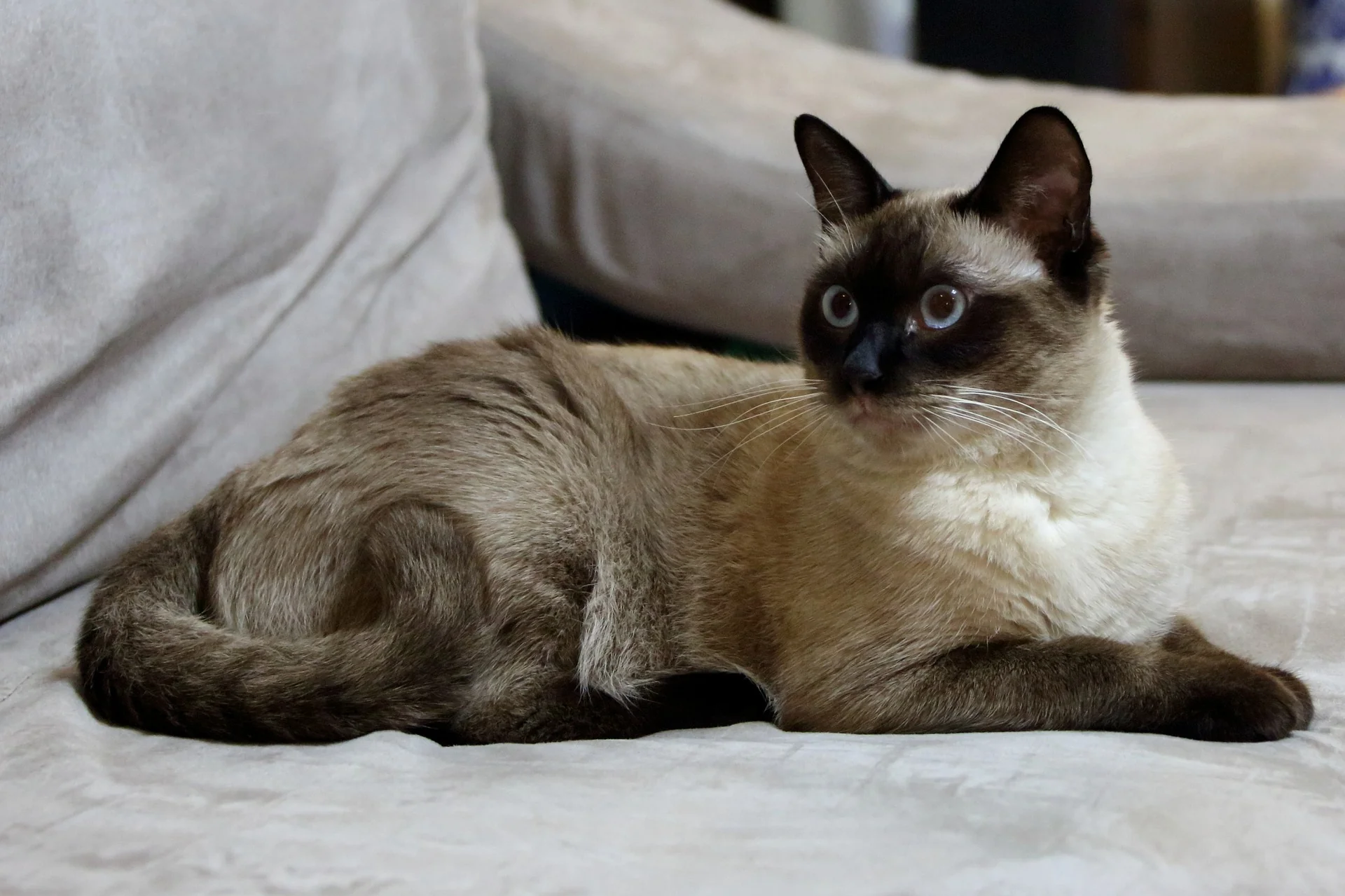 Mèo Burmese