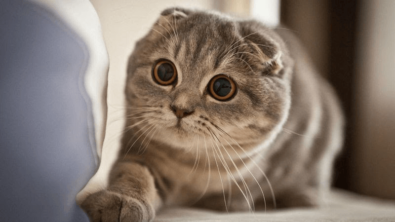 Mèo Munchkin