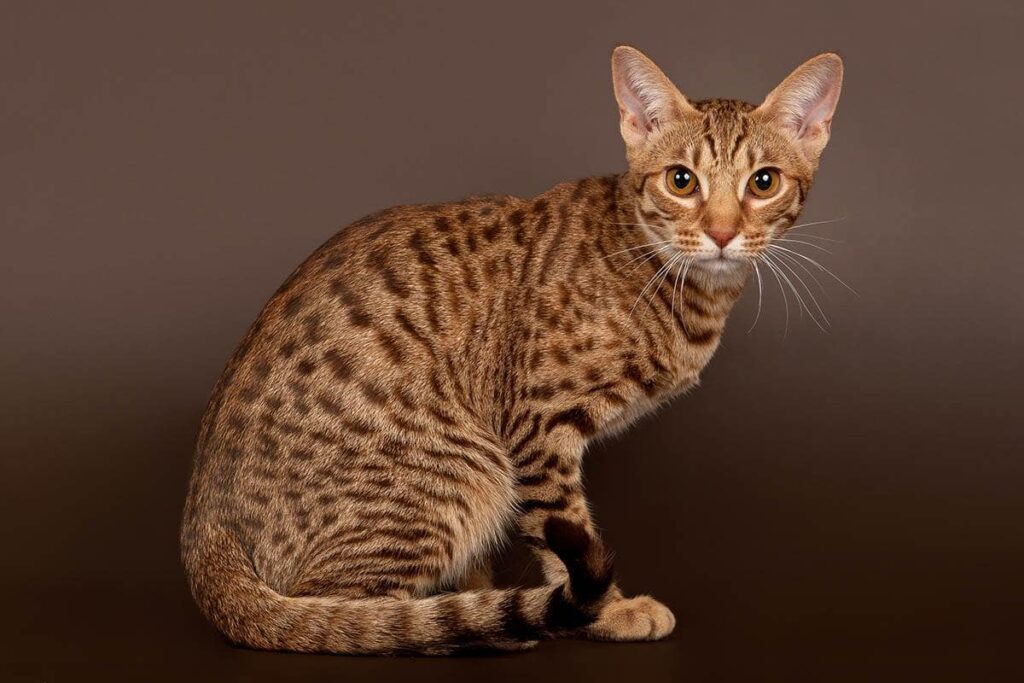Mèo Ocicat