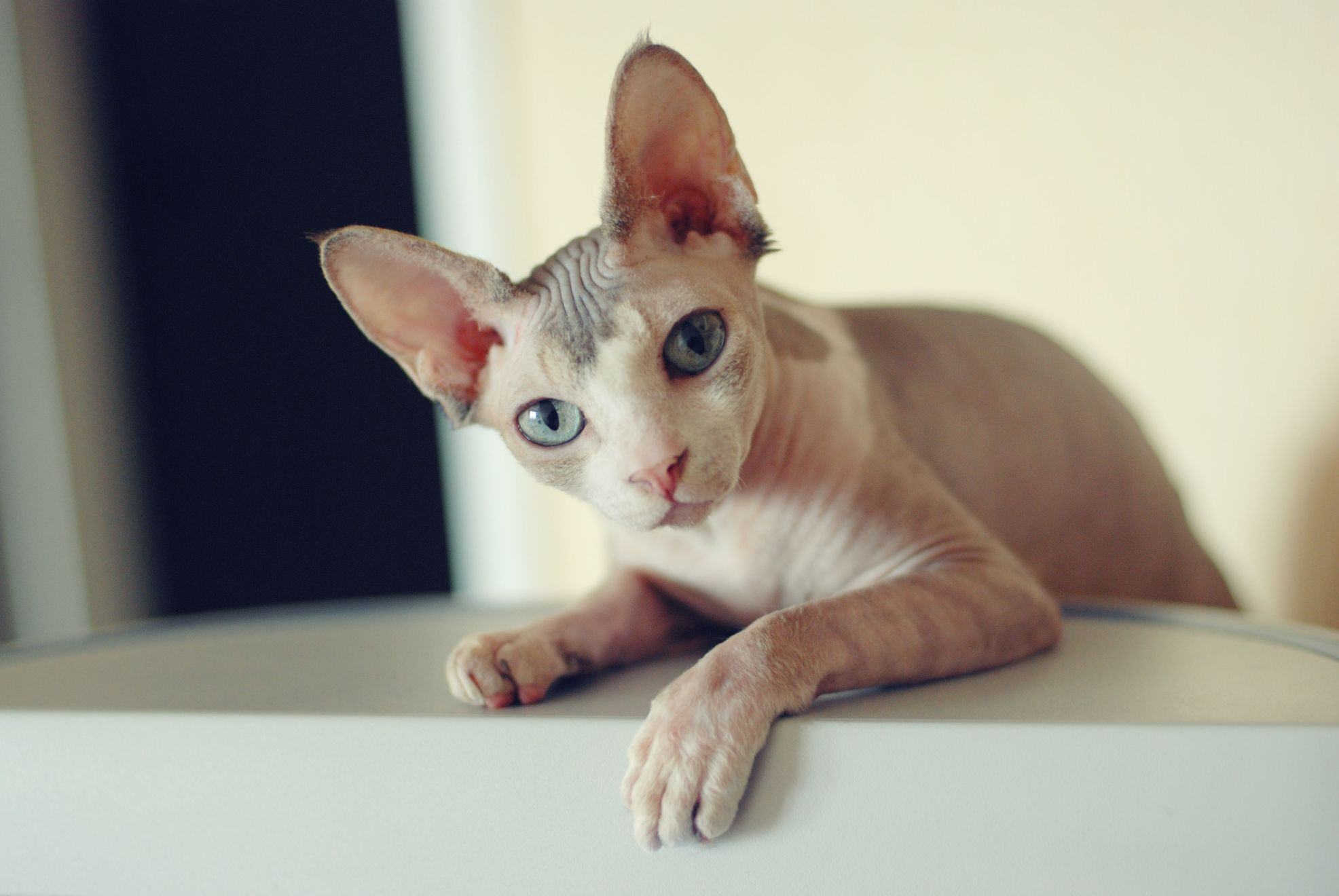 Mèo Sphynx