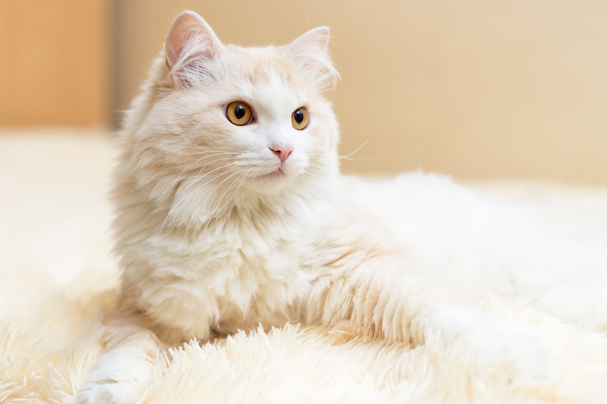 Mèo Turkish Angora