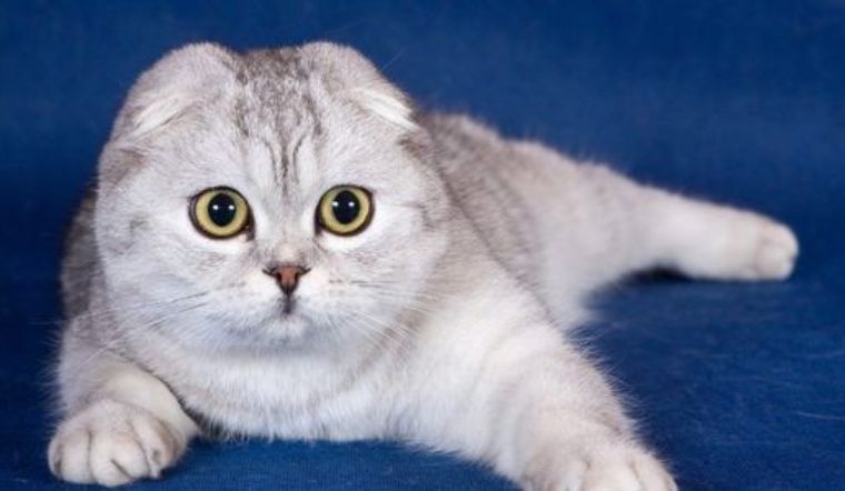 Mèo Scottish Fold