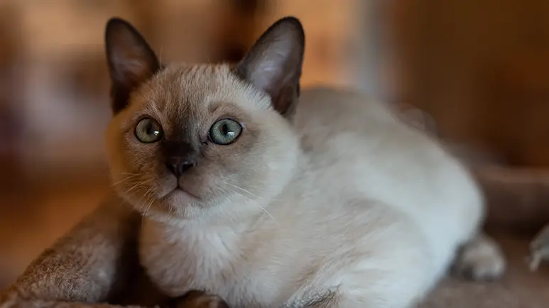 Mèo Tonkinese