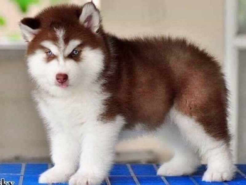 Chó Alaska