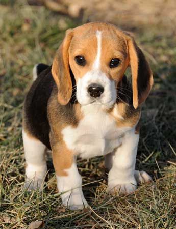 Chó Beagle Mini