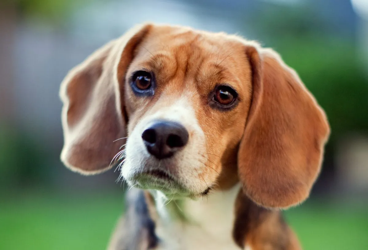 Chó Beagle