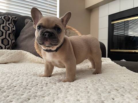 Chó Bulldog Mini