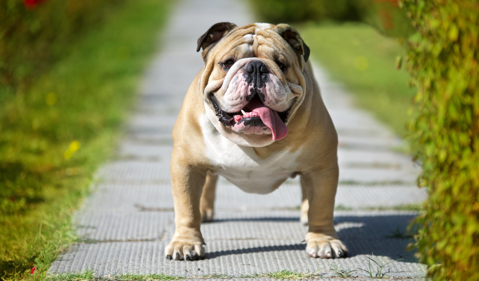 Chó Bulldog