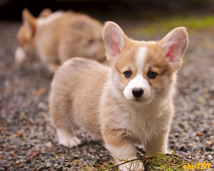 Chó Corgi Mini