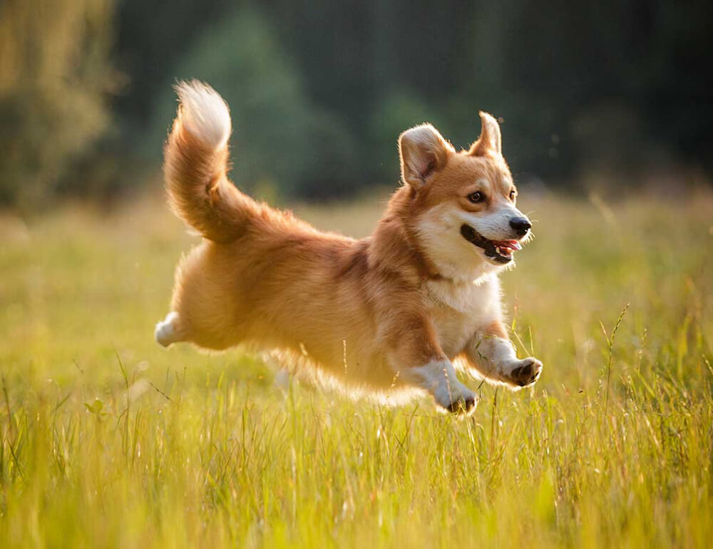 Chó Corgi