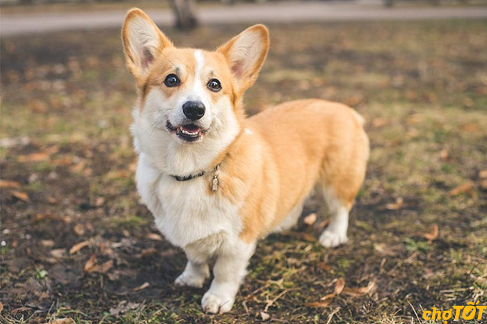 Chó Corgi