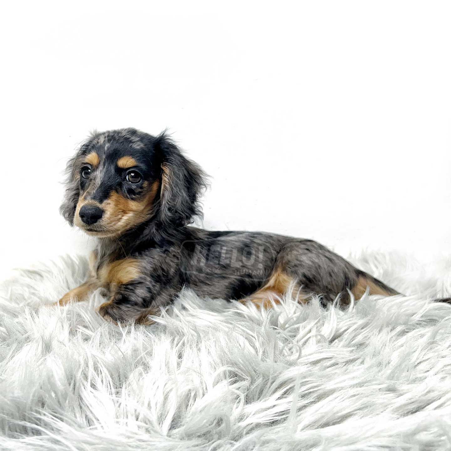 Chó Dachshund Mini