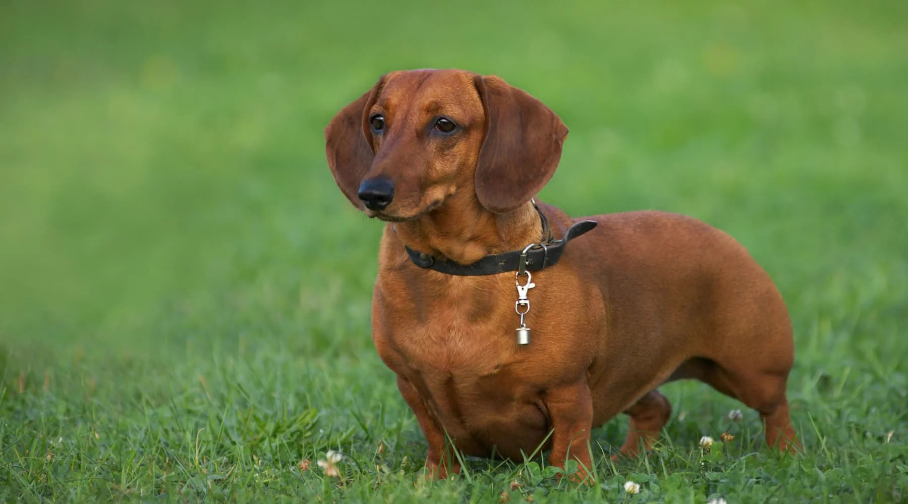 Chó Dachshund