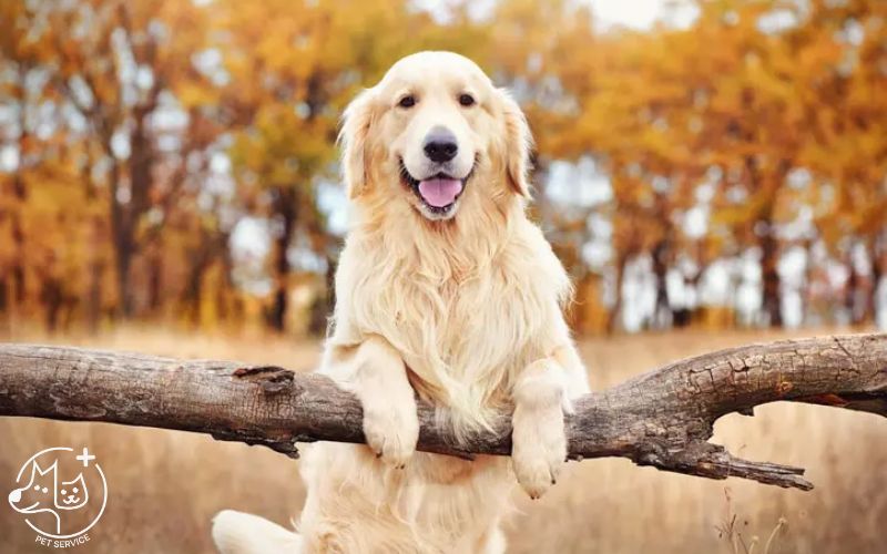 Chó Golden Retriever