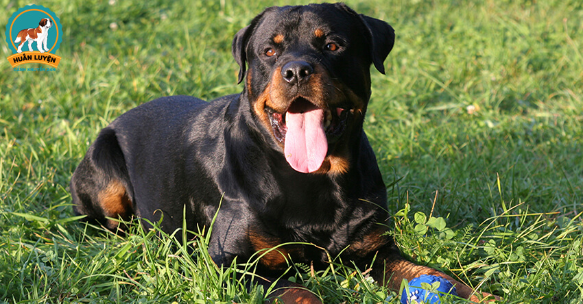 Chó Rottweiler