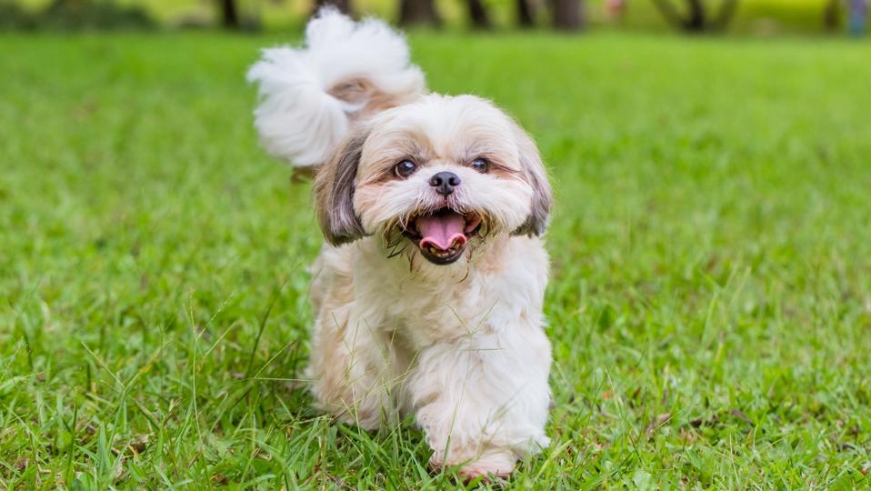 Chó Shih Tzu
