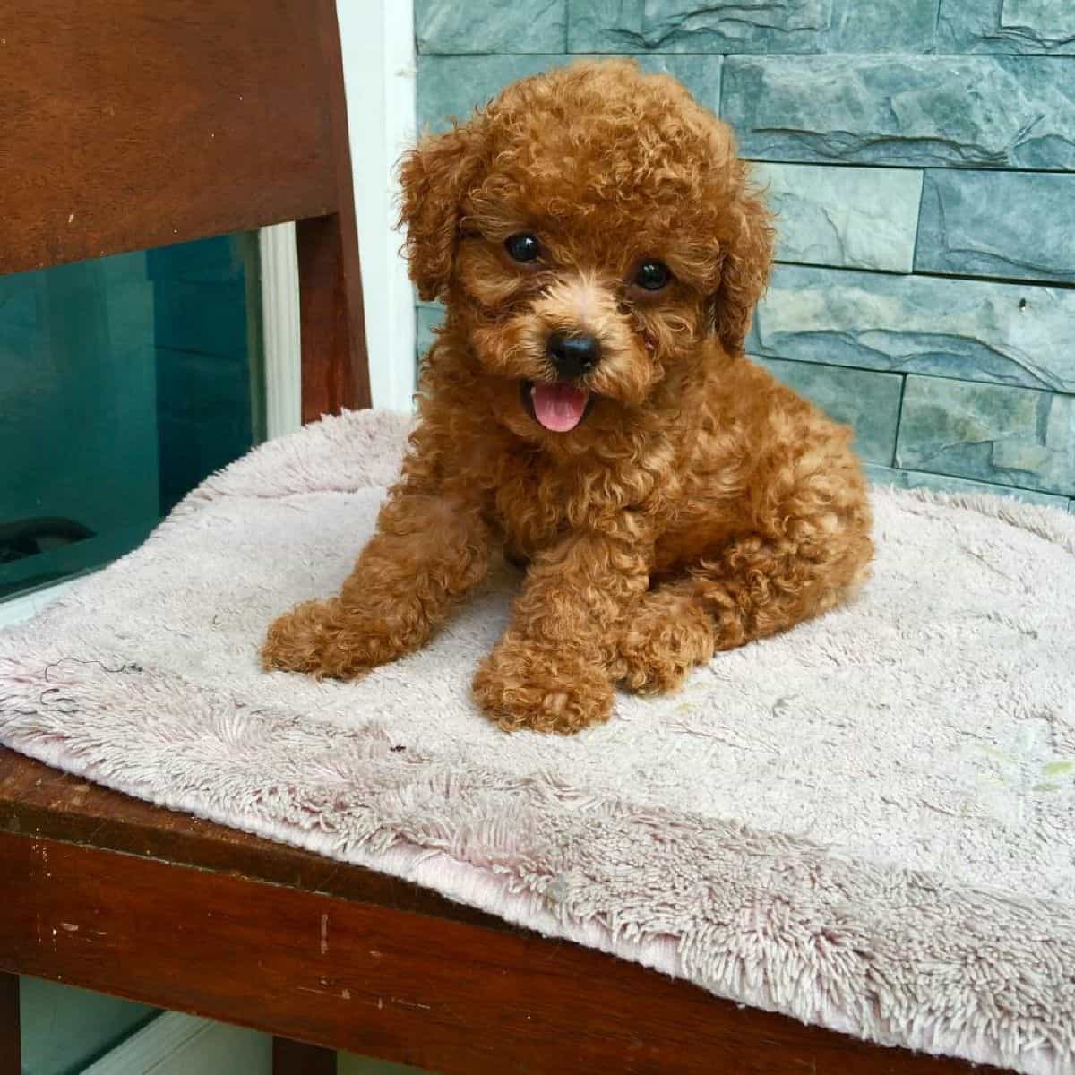 Chó Poodle Mini