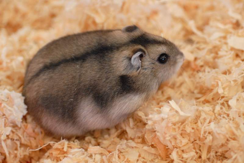 Hamster Campbell