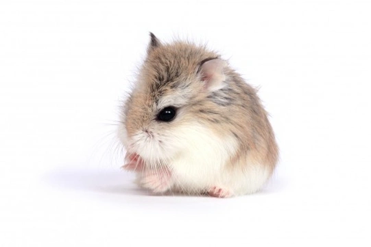 Hamster Dwarf