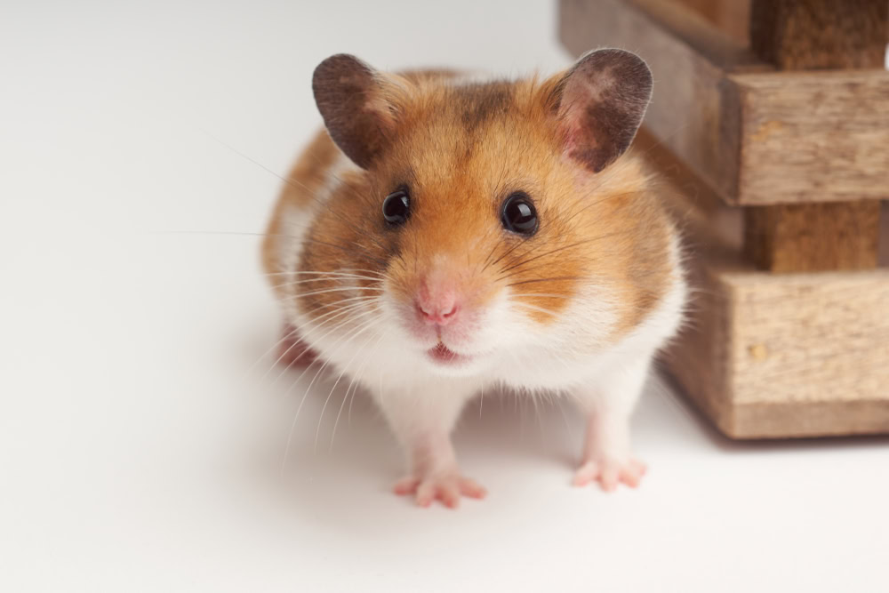 Hamster Syrian