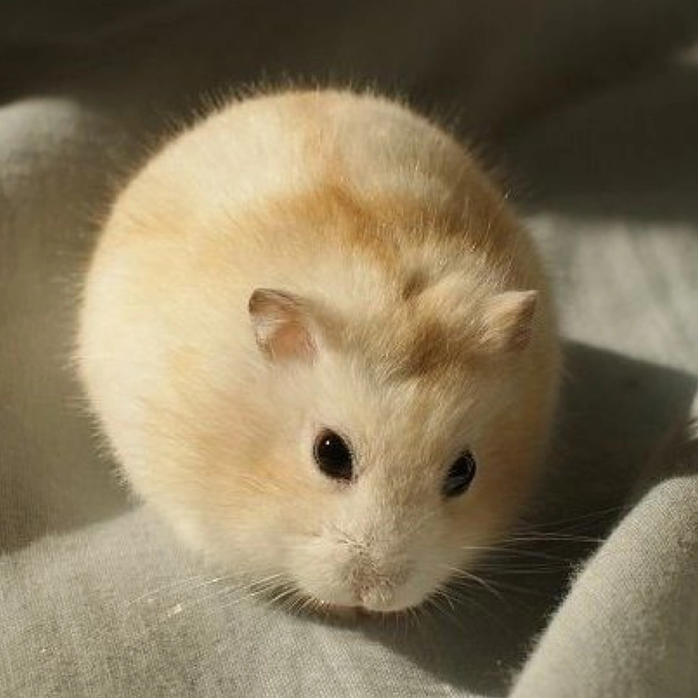 Hamster Winter White
