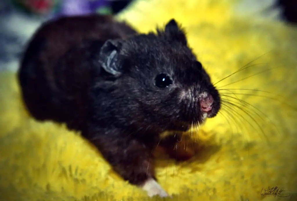 Hamster Black Bear
