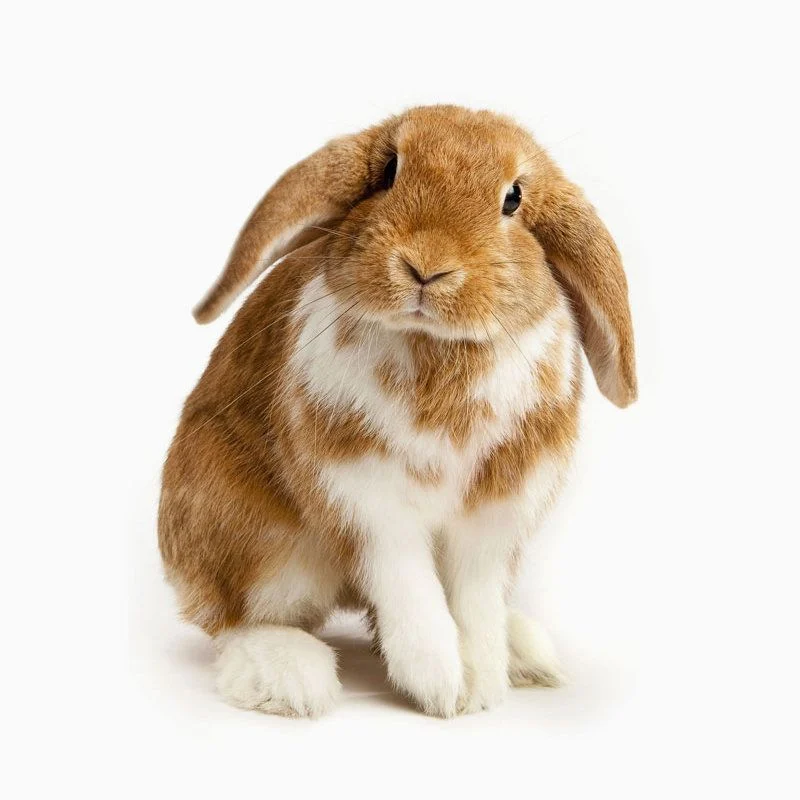 Thỏ Angora