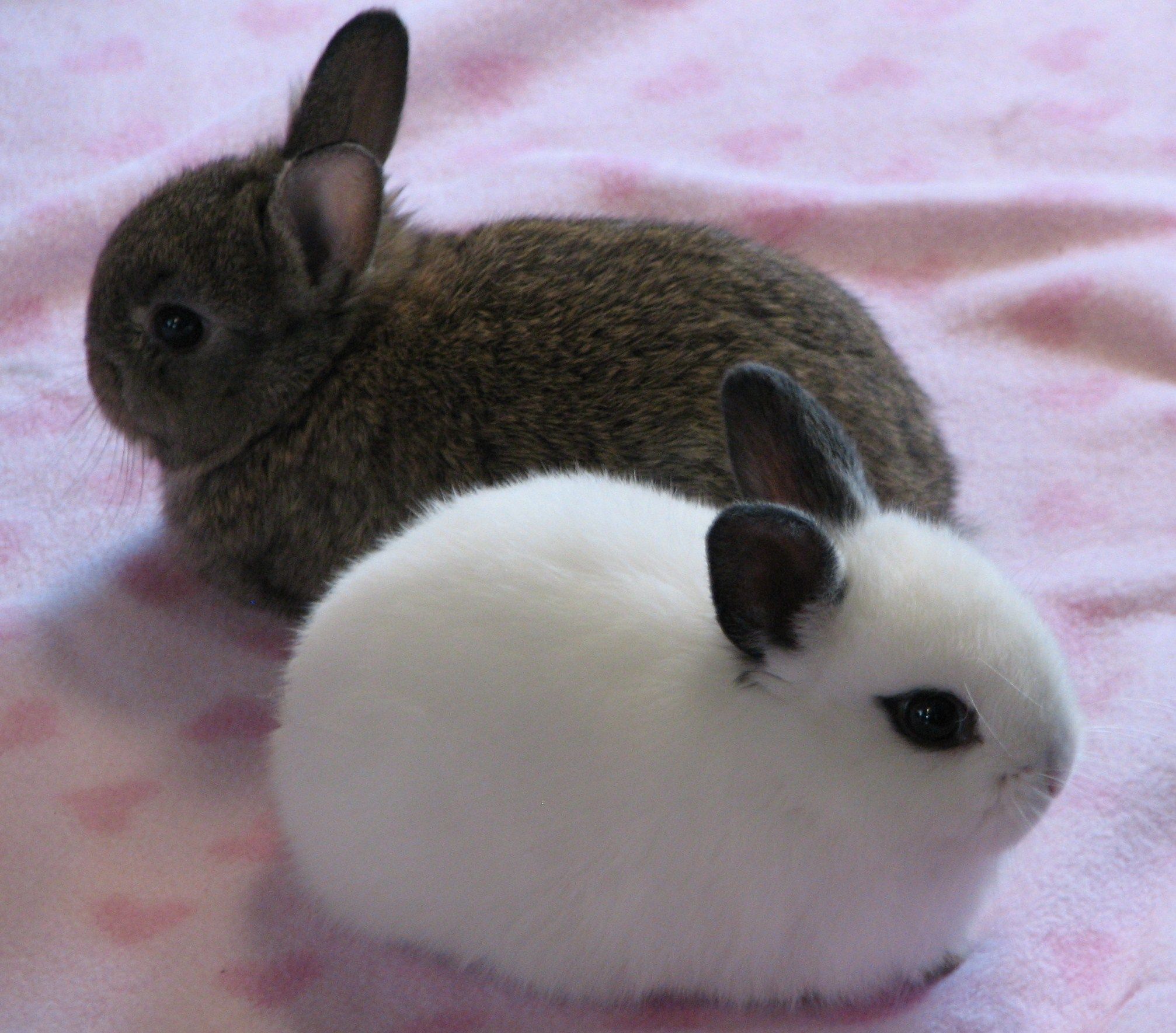 Thỏ Dwarf Hotot