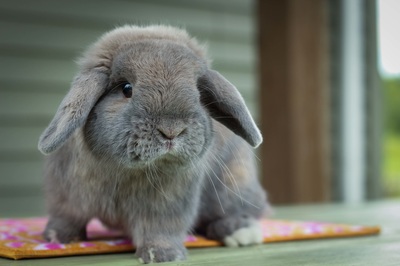 Thỏ Holland Lop