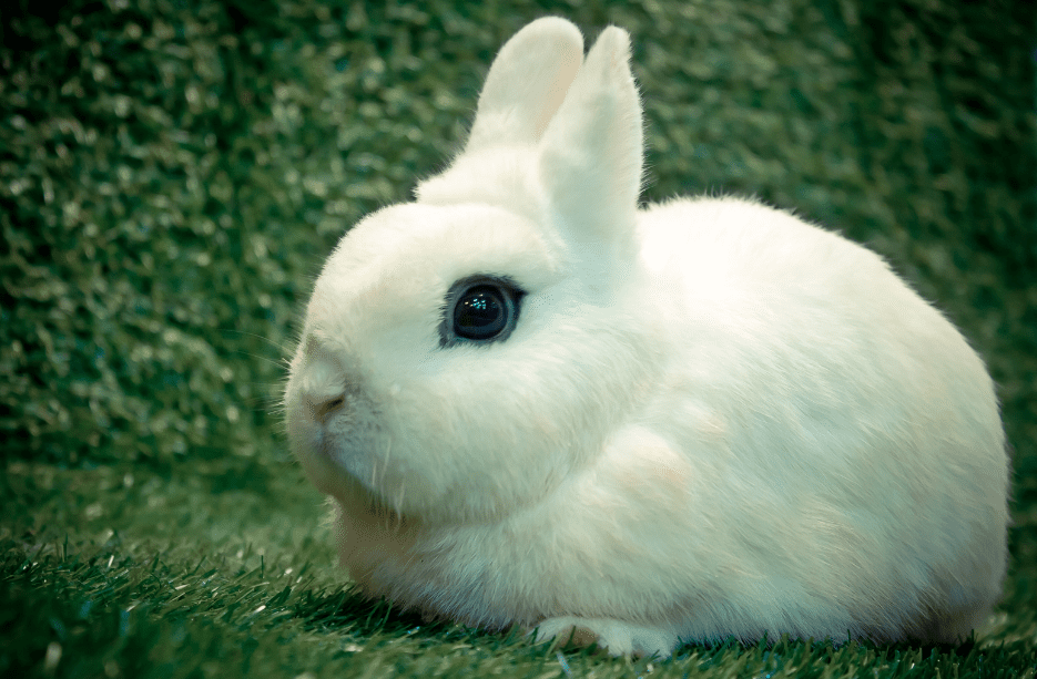 Thỏ Hotot