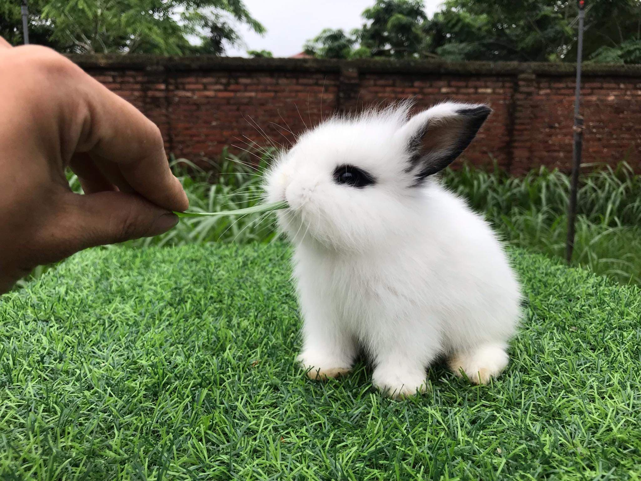Thỏ Mini
