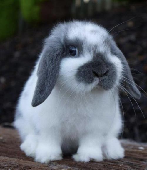Thỏ Mini Lop