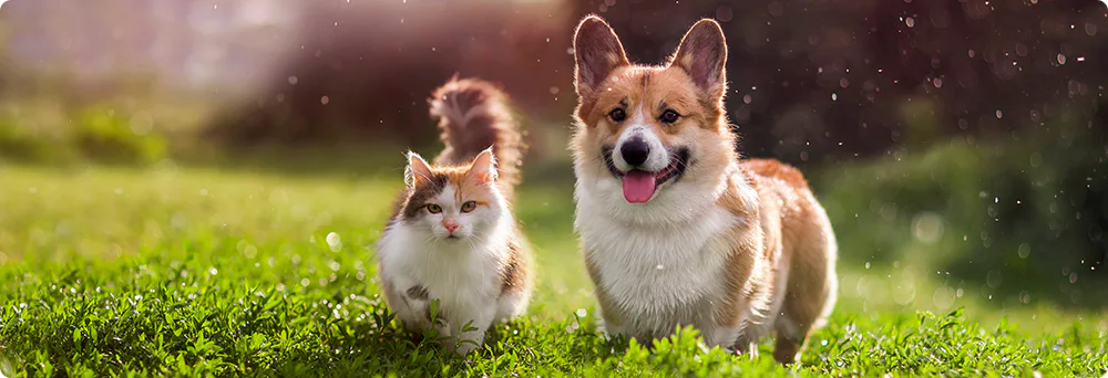 Dịch vụ gửi thú cưng
