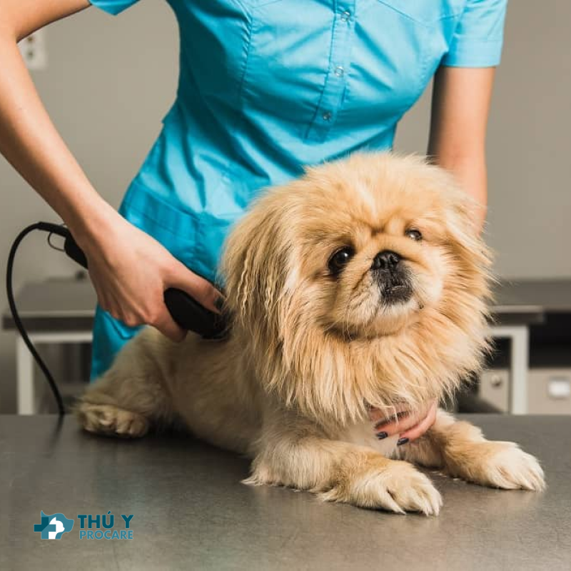 Cắt tỉa theo yêu cầu